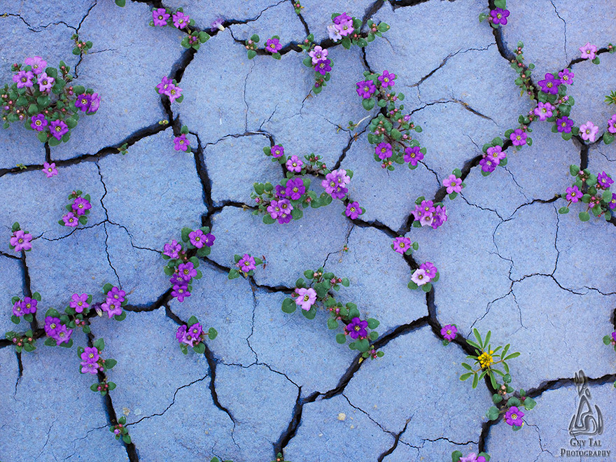 purple flowers in pavement resilience
